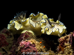 Outstretch ... ! Nudibranch - Glossodoris atromarginata. ... by Stefan Follows 